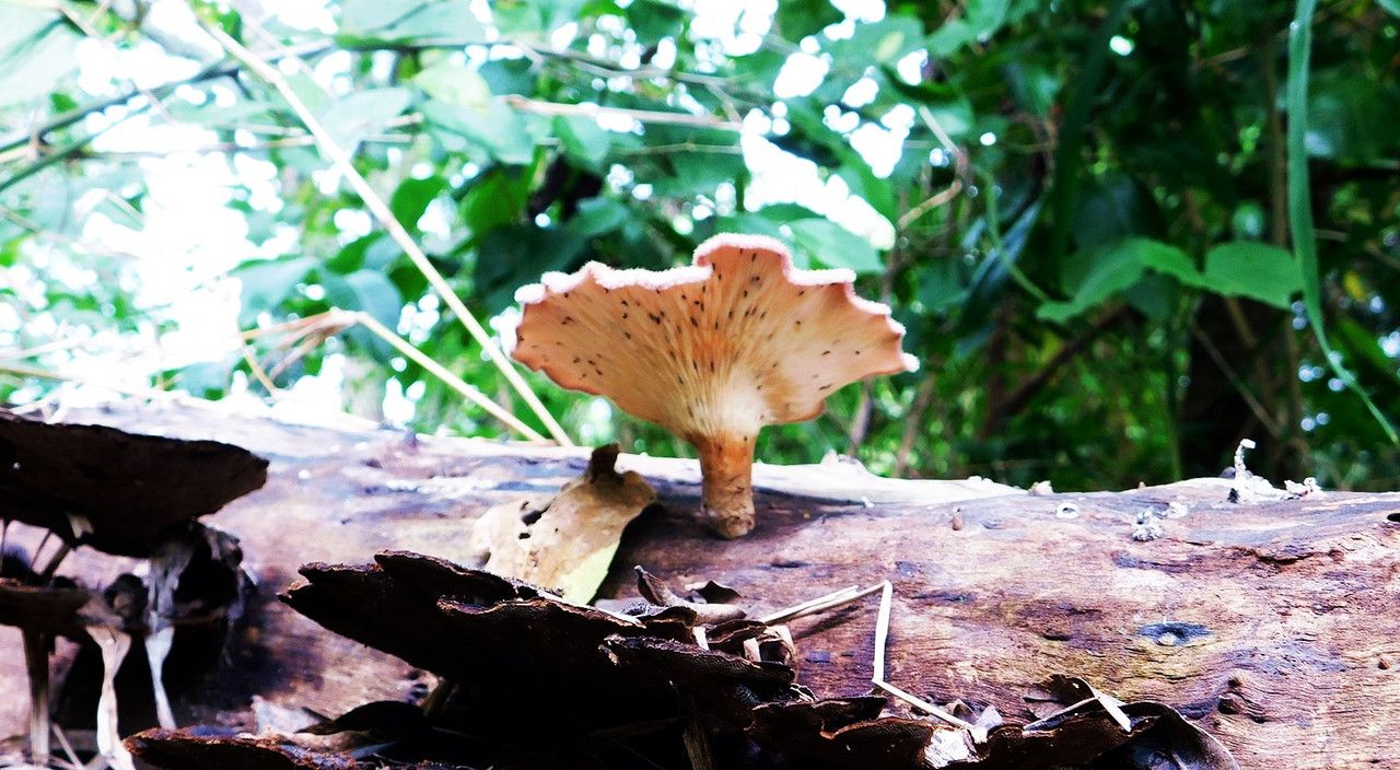 How great are ¨FungiFriday¨ when you find beautiful mushrooms [Esp/Eng]