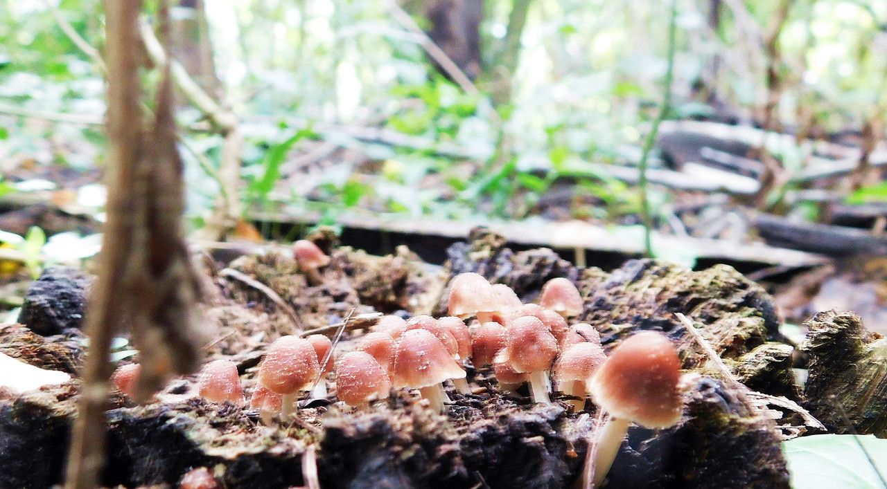 It stood out again with the species found [Esp/Eng]