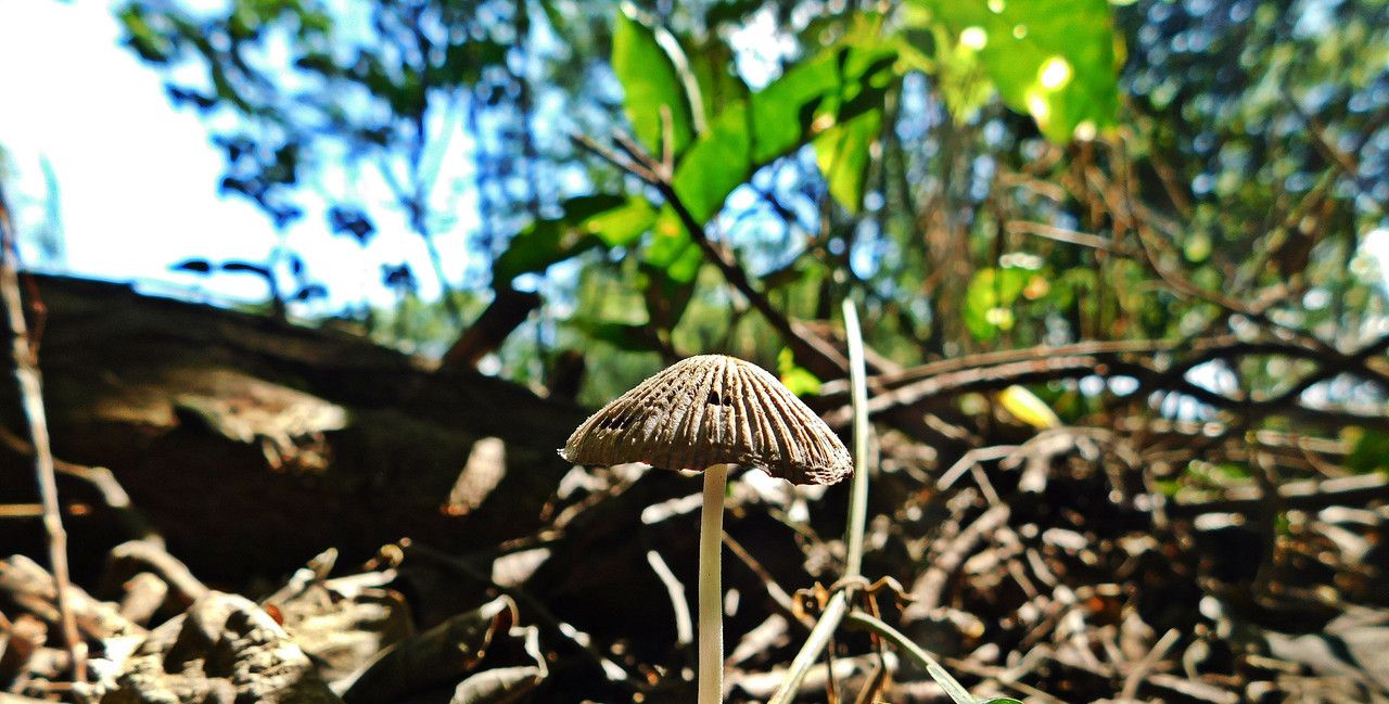 So much diversity in the FungiFriday reserve [Esp/Eng]