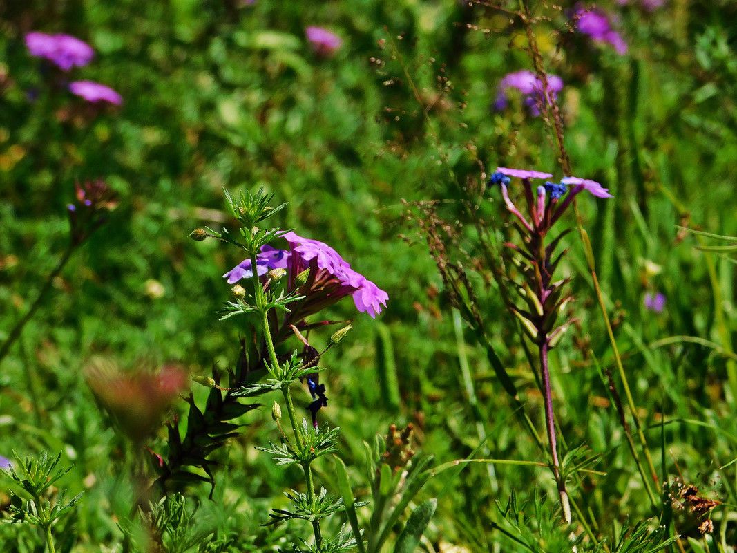 Beautiful walk through the meadow on a summer afternoon [Esp/Eng]