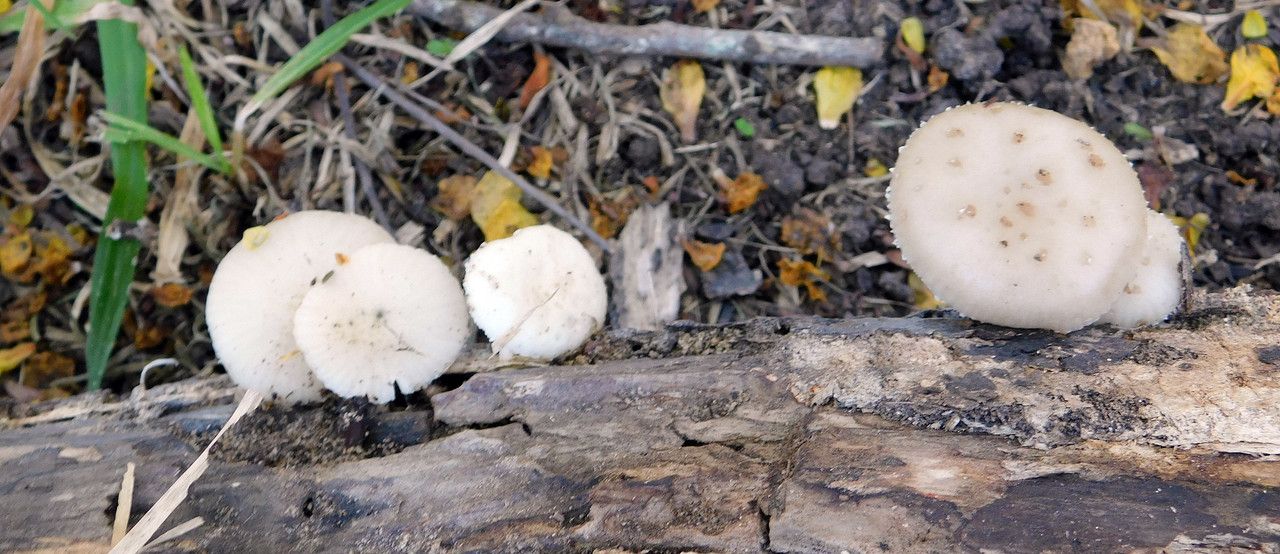 A very special "Fungi-Friday" with many species [Esp/Eng]