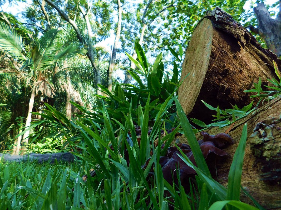 How much beauty we have found for this ¨FungiFriday¨ [Esp/Eng]