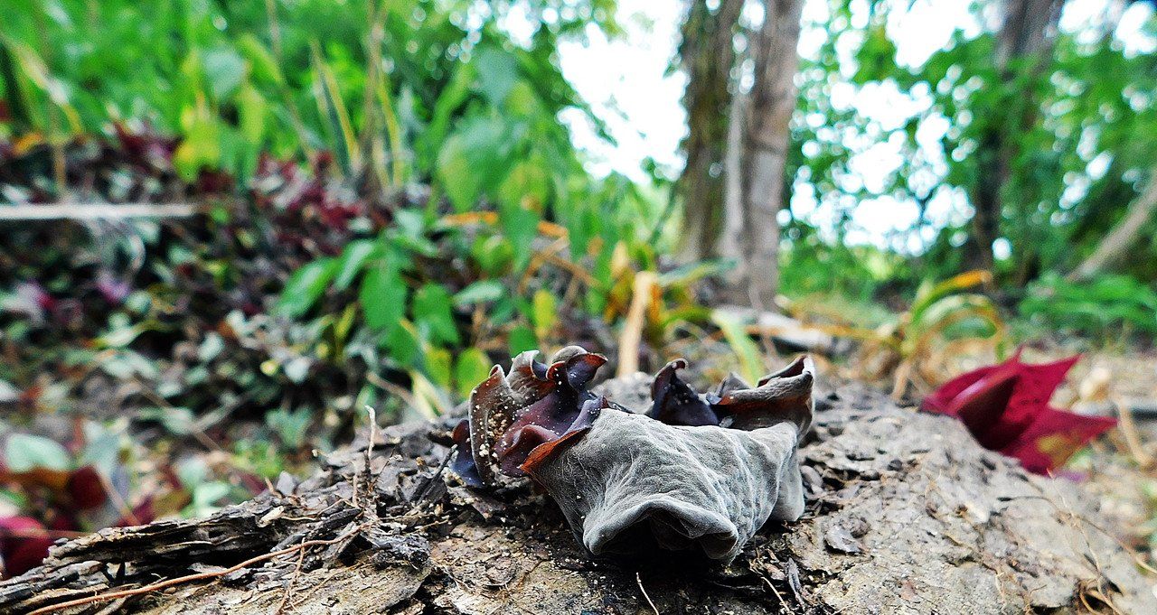 It's hard to believe there's... ¨Fungi¨-¨Friday¨ [Esp/Eng]