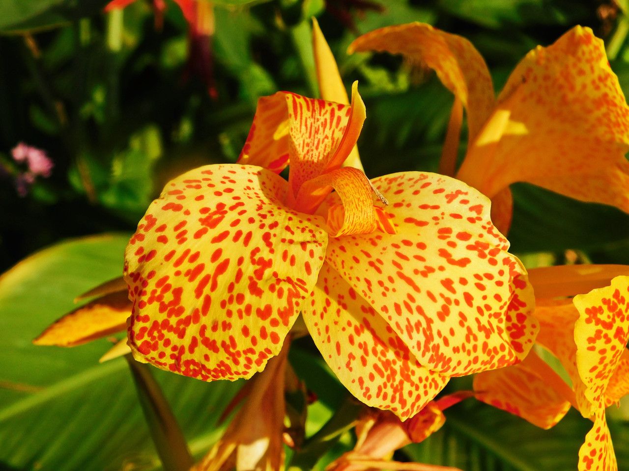 When species coexist harmoniously, 50% benefits the "Amazing-Nature-AN" Community.