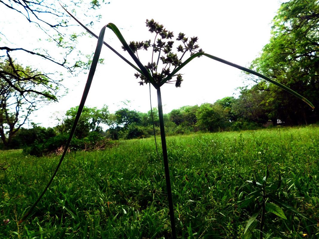 A simple and beautiful ¨WednesdayWalk¨ (Es-Eng)