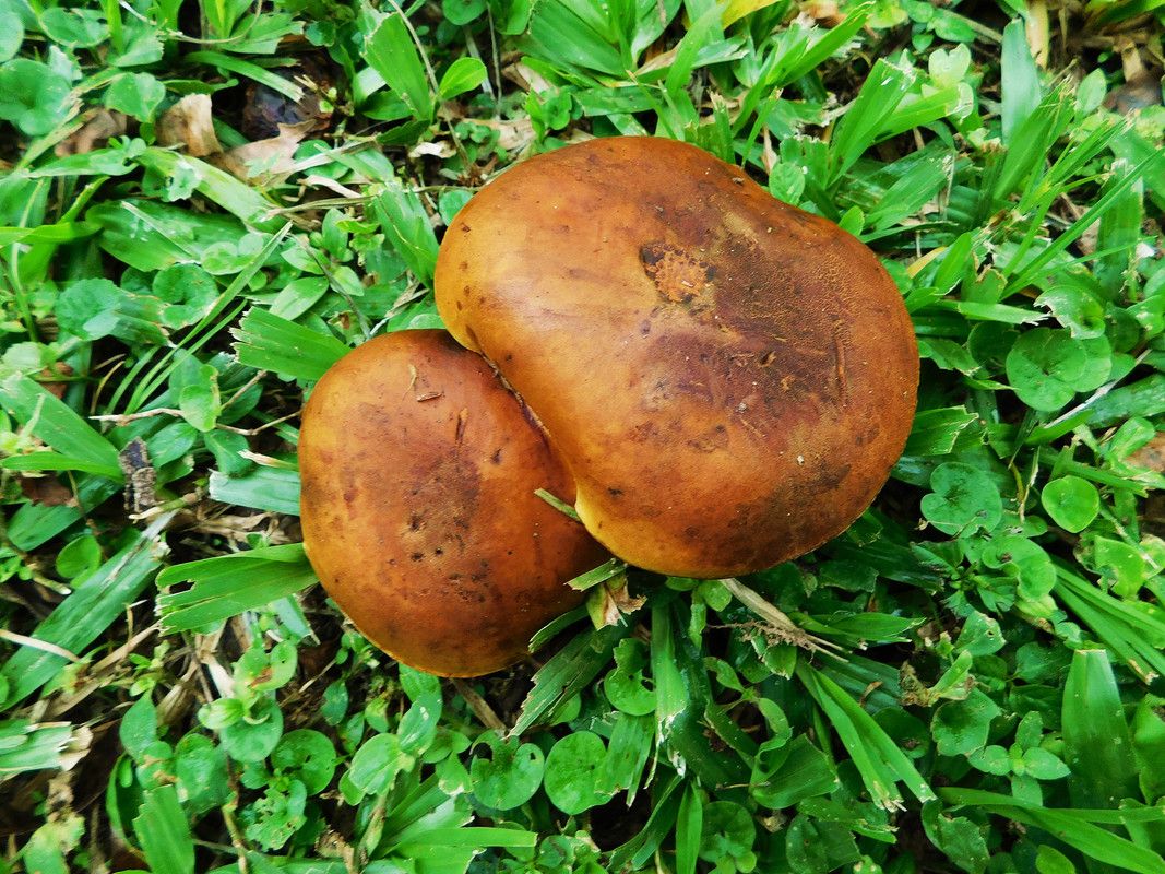 Can you believe they are junonius sessile arvensis for ¨FungiFriday¨ [Esp/Eng]
