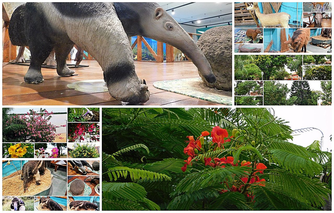 The Yurumí and the chivato represent the fauna and flora of the challenge [Esp/Eng].