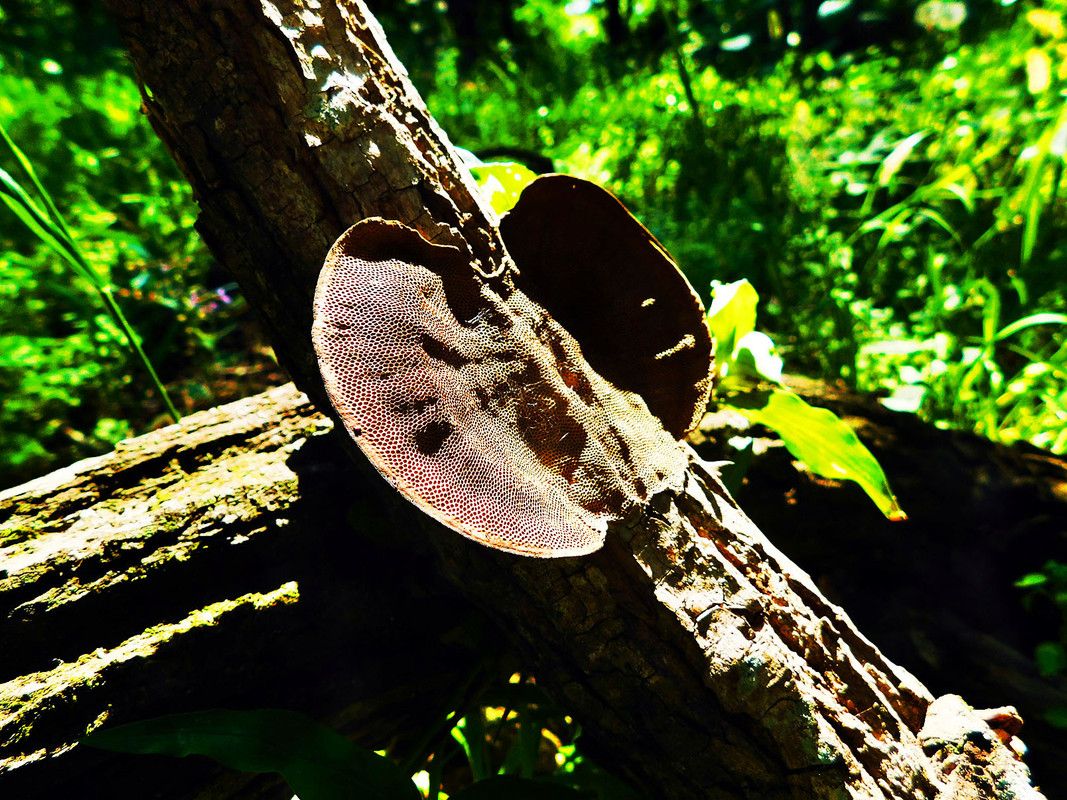 I love ¨FungiFriday¨ especially when I find beautiful mushrooms [Esp/Eng]