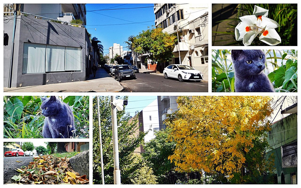 Naturally speaking, the streets of my city never cease to amaze me[Esp/Eng].