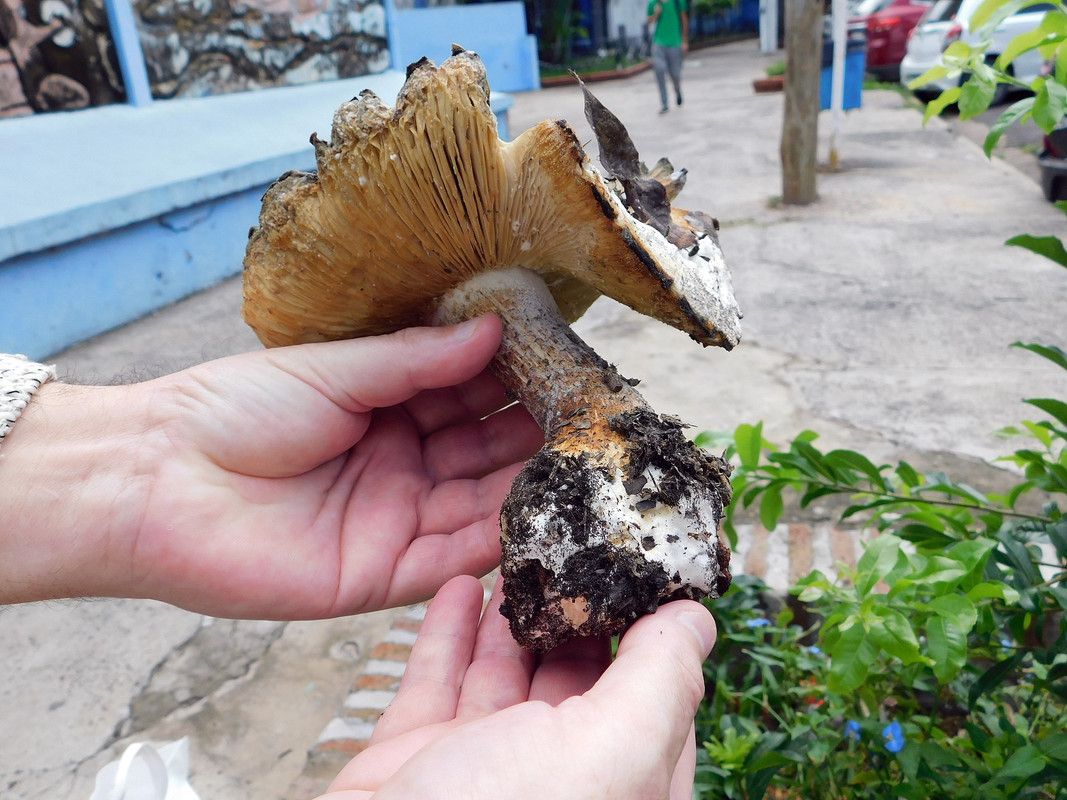 The satisfaction of finding mushrooms on a walk through the city [Esp/Eng]