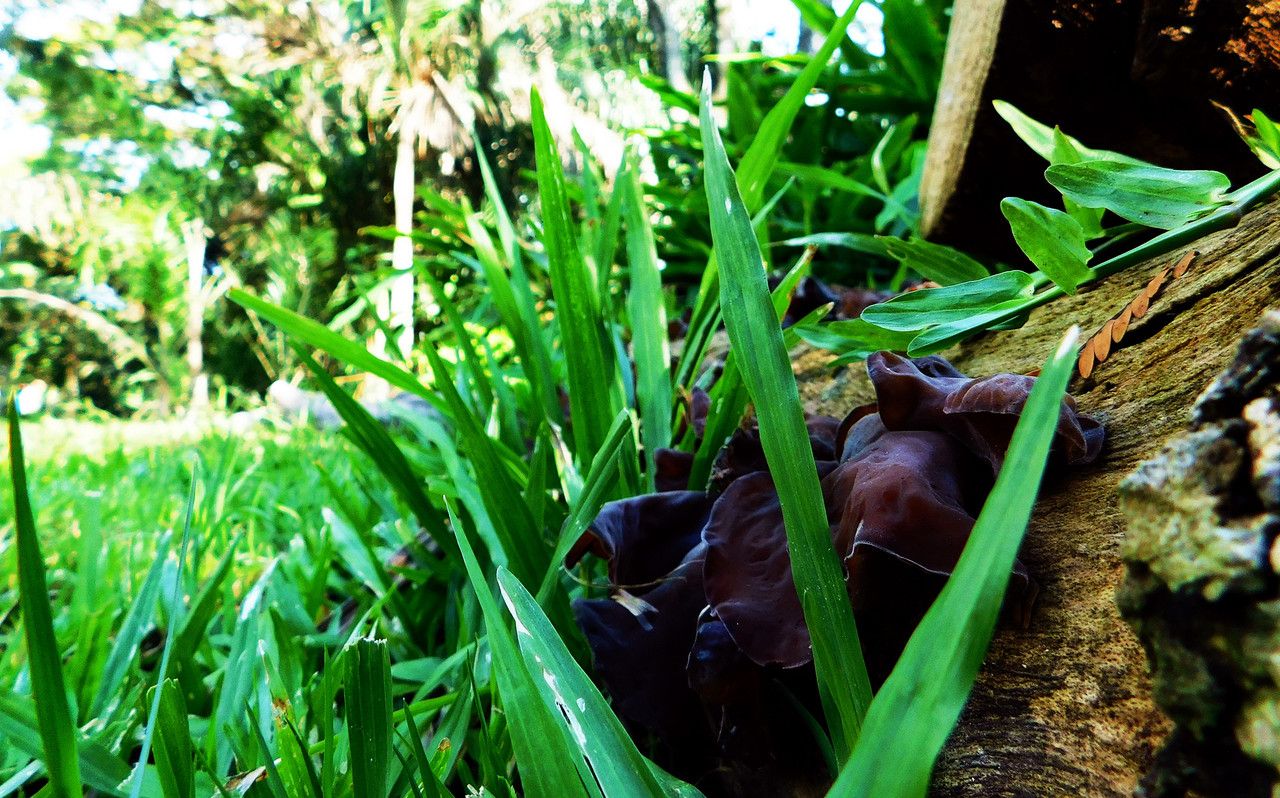 I love "FungiFriday" when we discover new species [Esp/Eng]