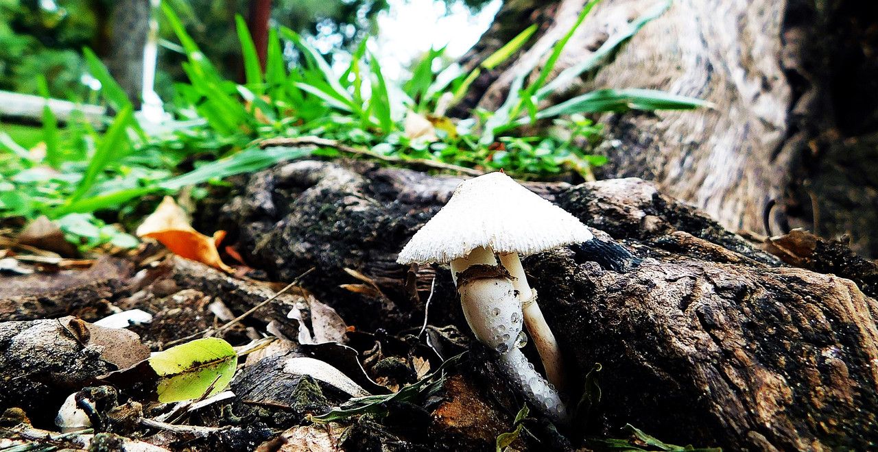 They are calm under the umbrella ¨FungiFriday¨ [Esp/Eng]