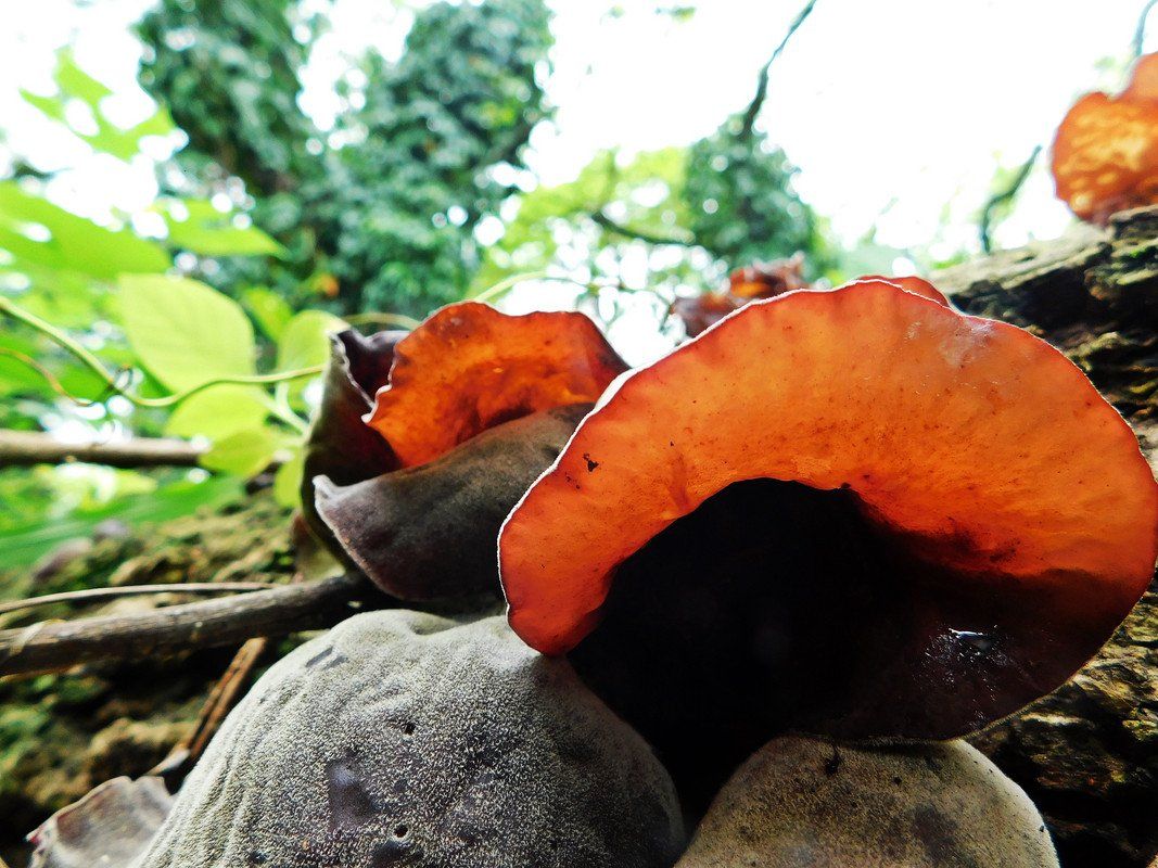 When you're in search mode, "Fungi Fridays" work well [Esp/Eng]