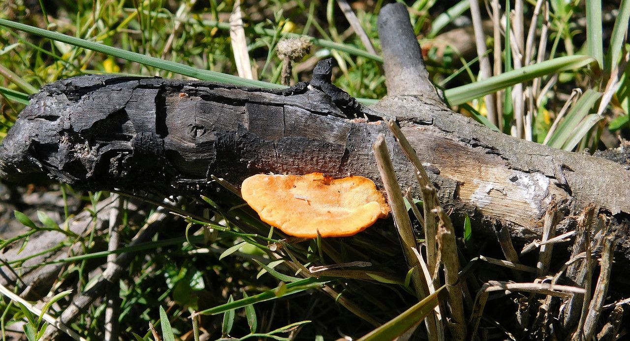 We're starting the year with a new Fungi-Friday! [Esp/Eng]