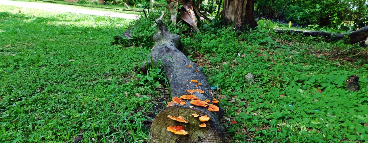 For this "Fungi-Friday" we came up with three very well-known species [Esp/Eng]