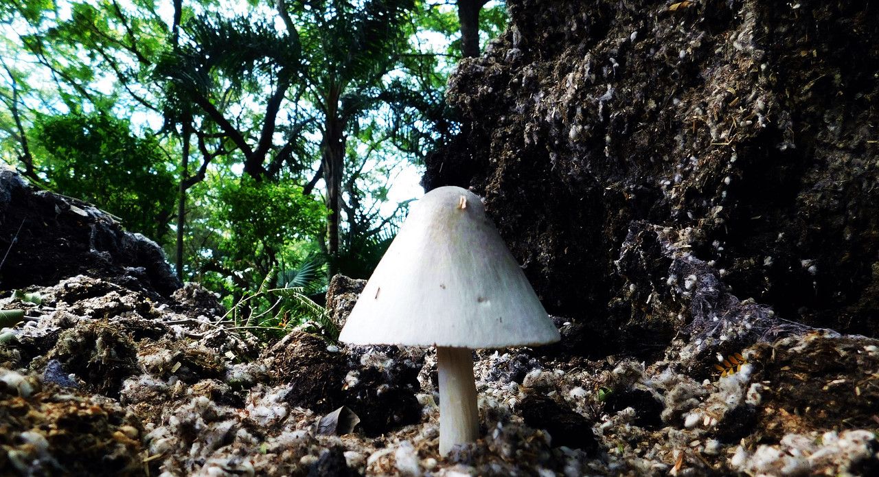 For "FungiFriday" we found cotton mushrooms [Esp/Eng]