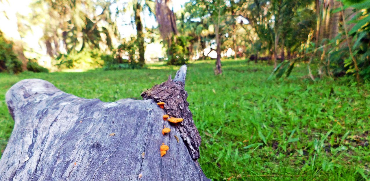 Everything indicates that it will be a great "Fungi Friday" [Esp/Eng]