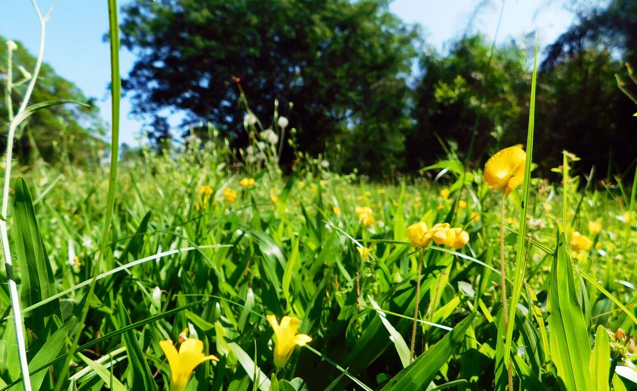 Nature can never be missing in our ¨WednesdayWalk¨ (Es-Eng)