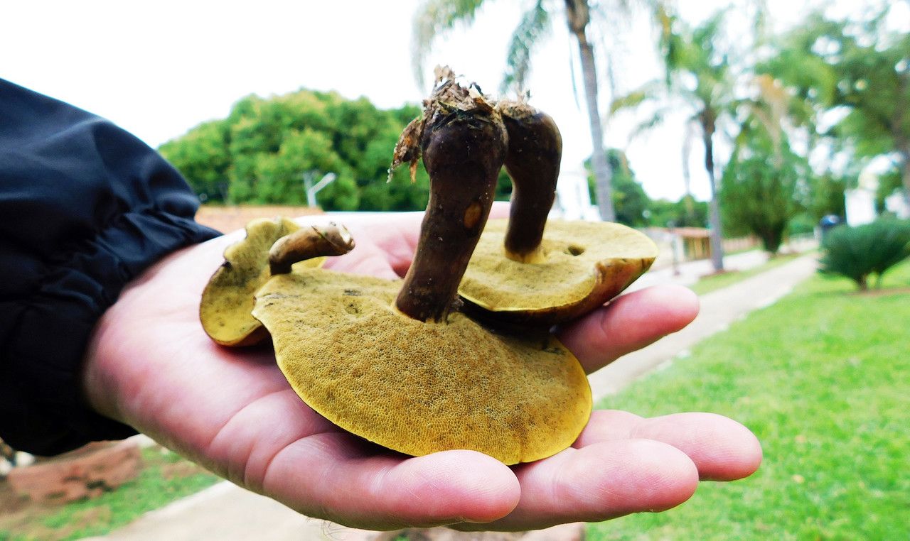 For this "Fungi-Friday," we're looking for them in the surrounding area [Esp/Eng]