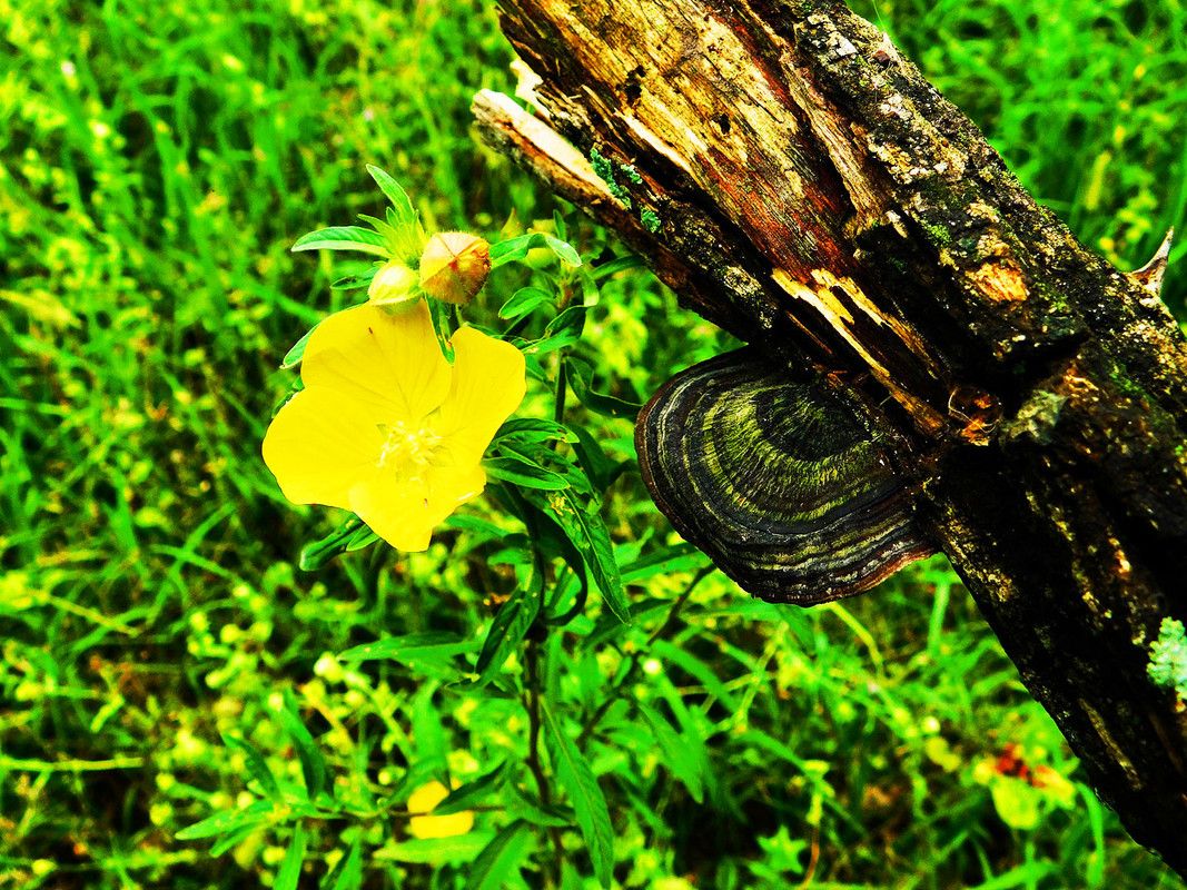 A mushroom hunt after a rainy night ¨FungiFriday¨ [Esp/Eng]