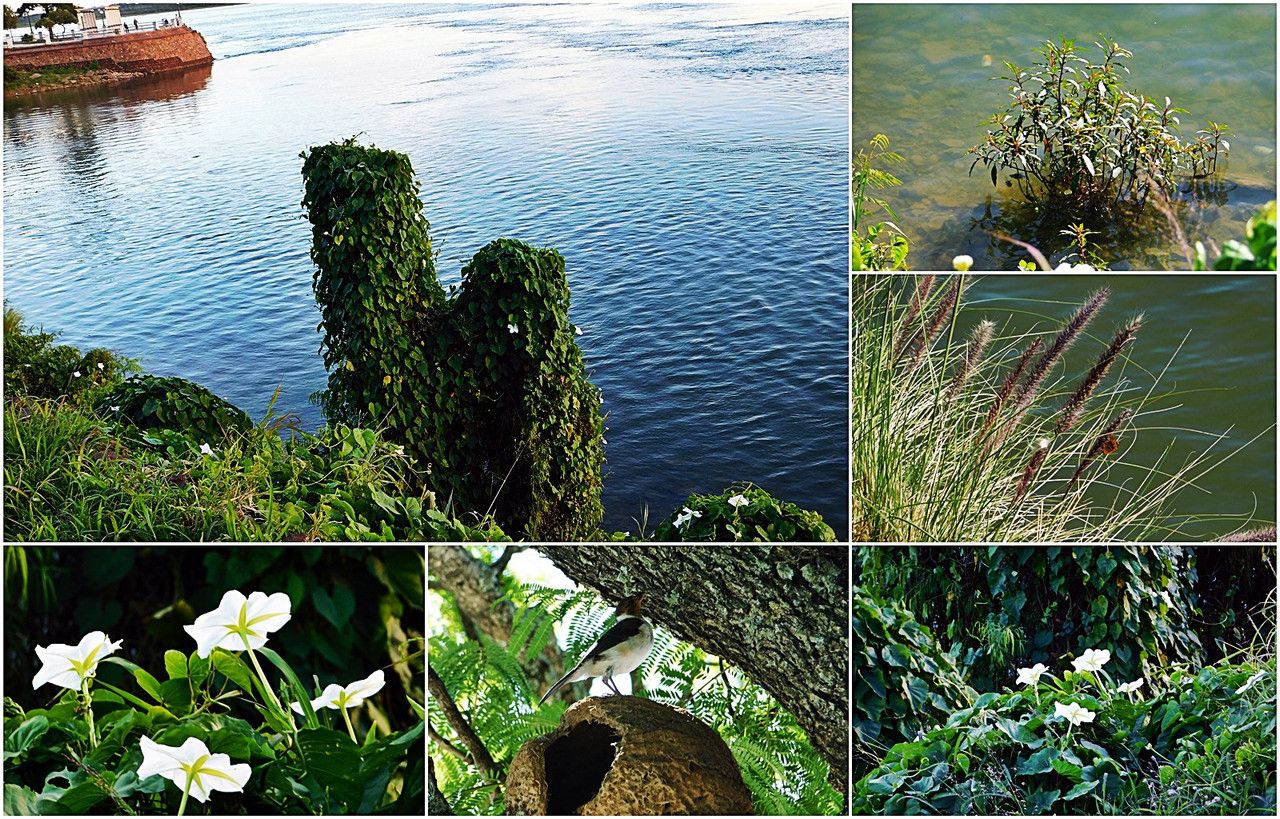 Nature Reclaiming the Riverbank [Esp/Eng].