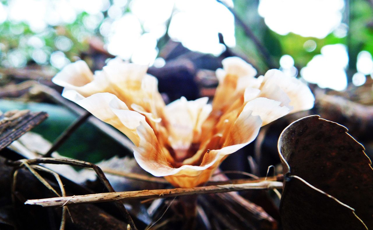 Mushrooms never cease to amaze me FungiFriday [Esp/Eng]