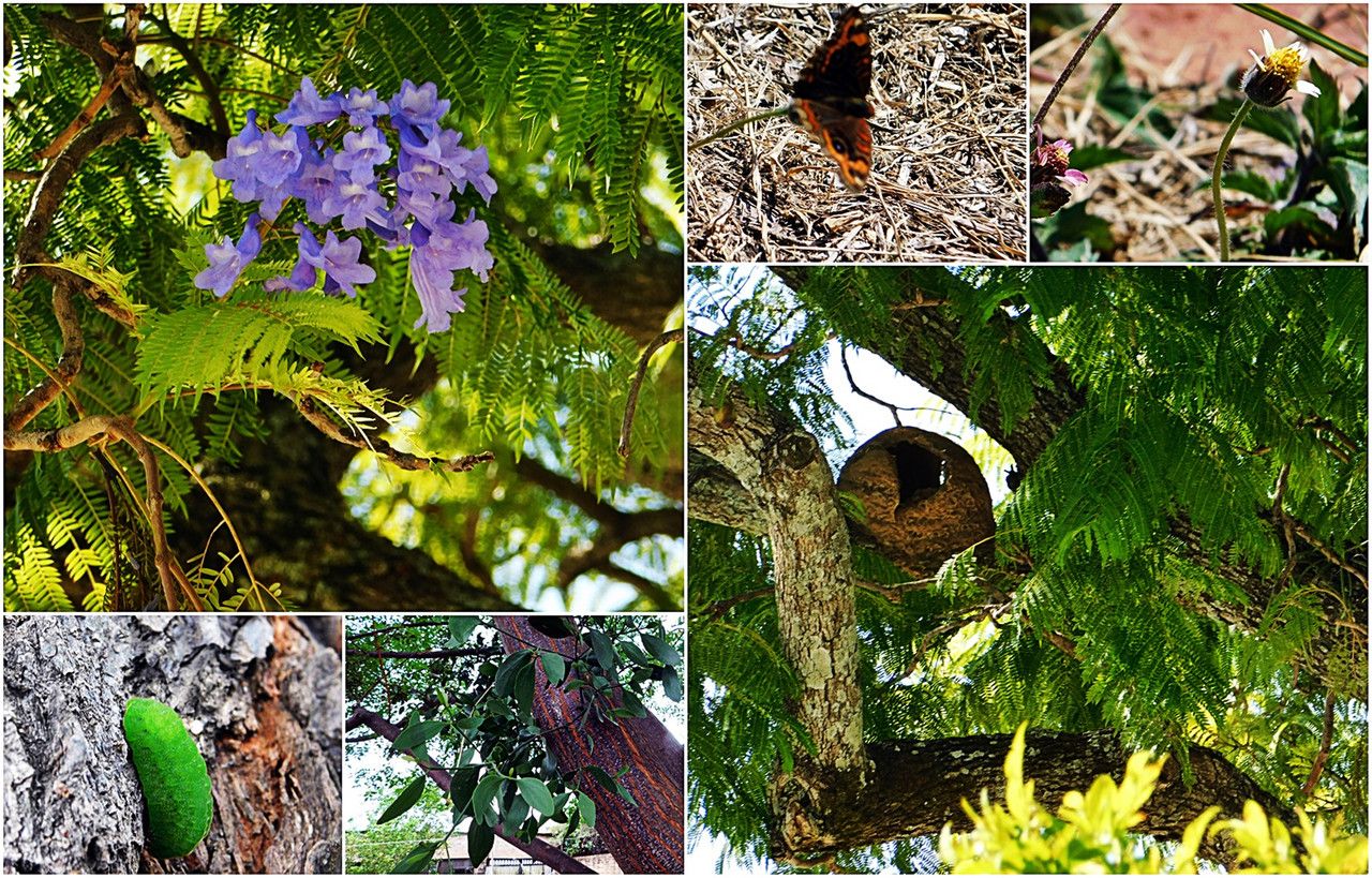 Corrientes, a charming city with a strong natural presence. Furnarius Viscum genoveva Tridax (Es-Eng)