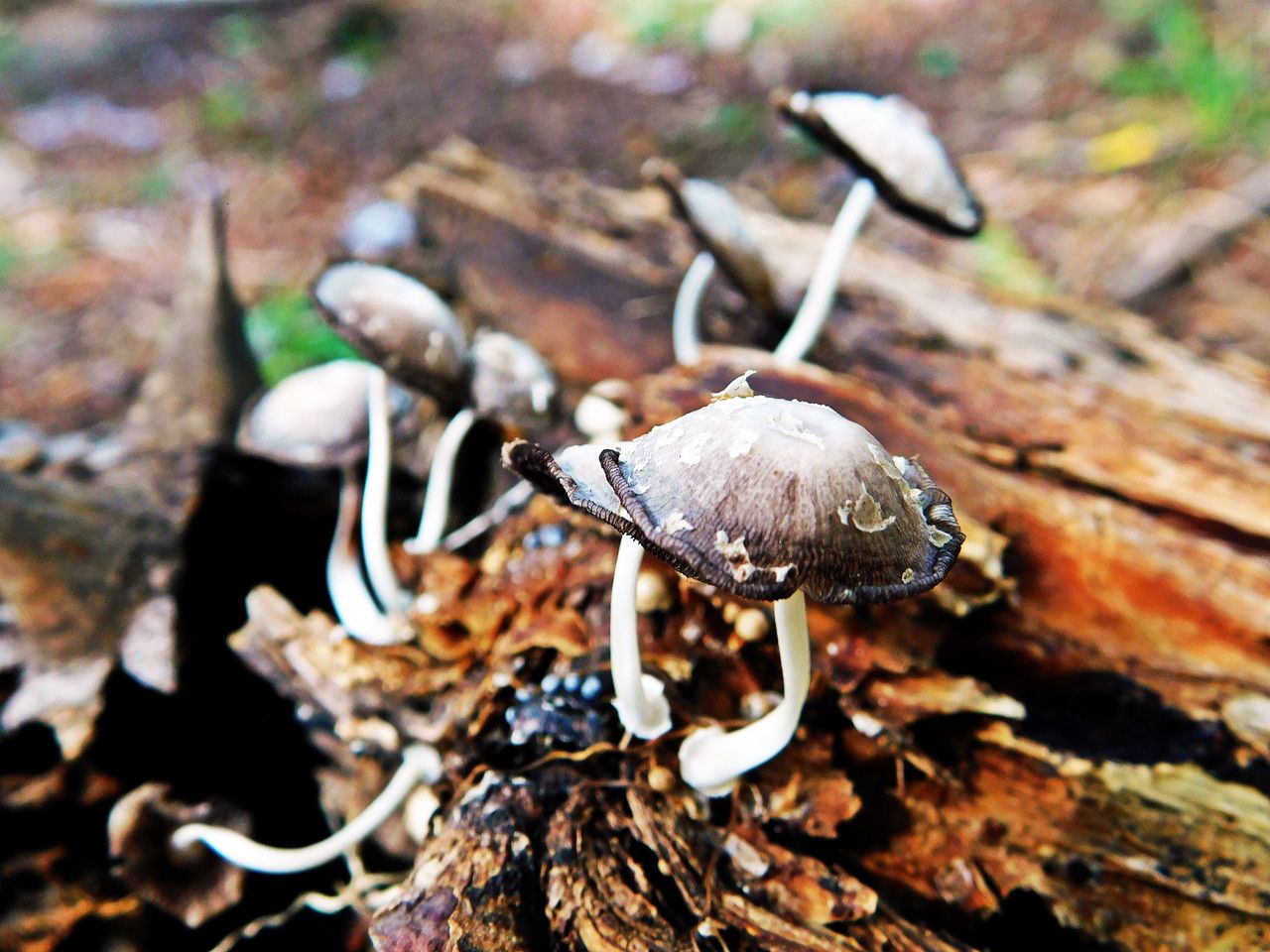 How can you not enjoy mushroom hunting in the reserve [Esp/Eng]