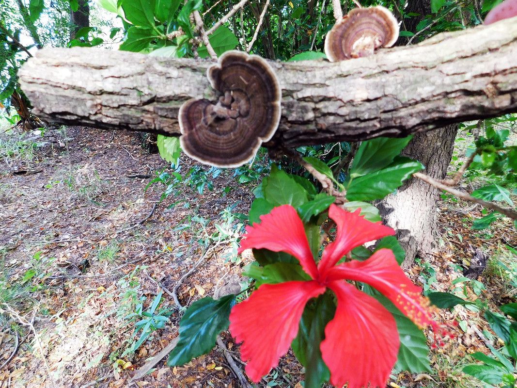 So many beautiful mushrooms for this "FungiFriday" [Esp/Eng]