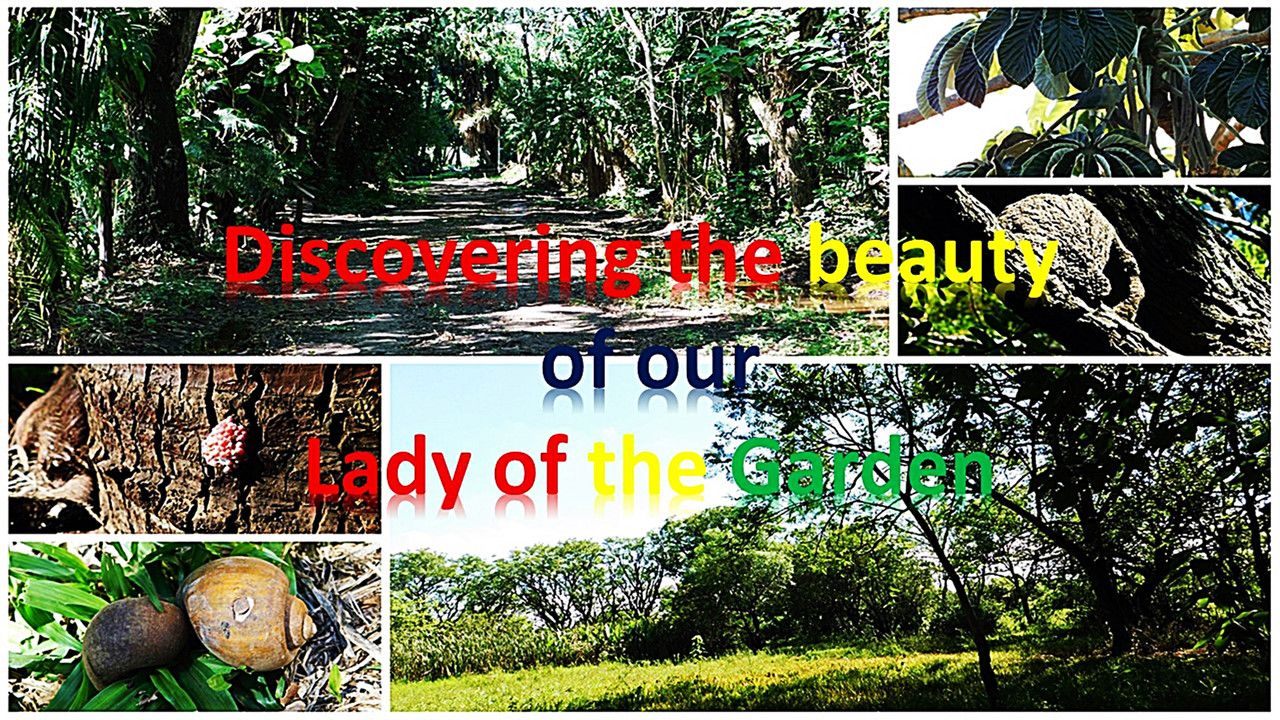 Discovering the natural beauty of Our Lady of the Garden