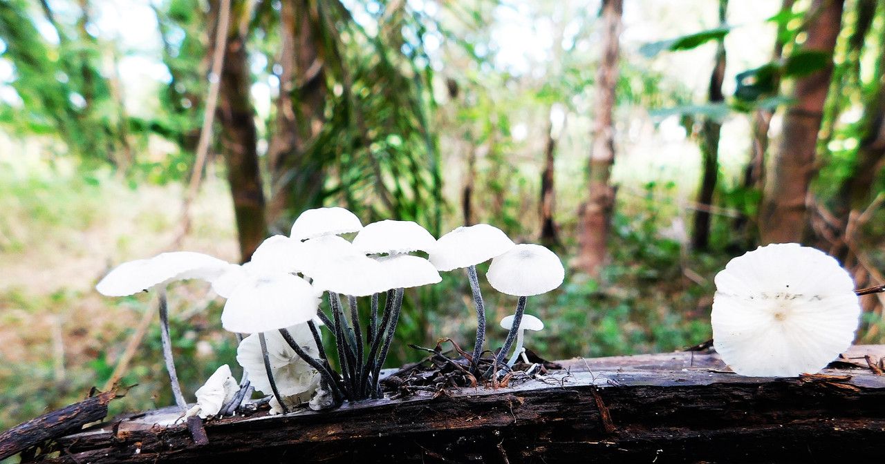 I could never pass up an opportunity to look for mushrooms… [Esp/Eng].