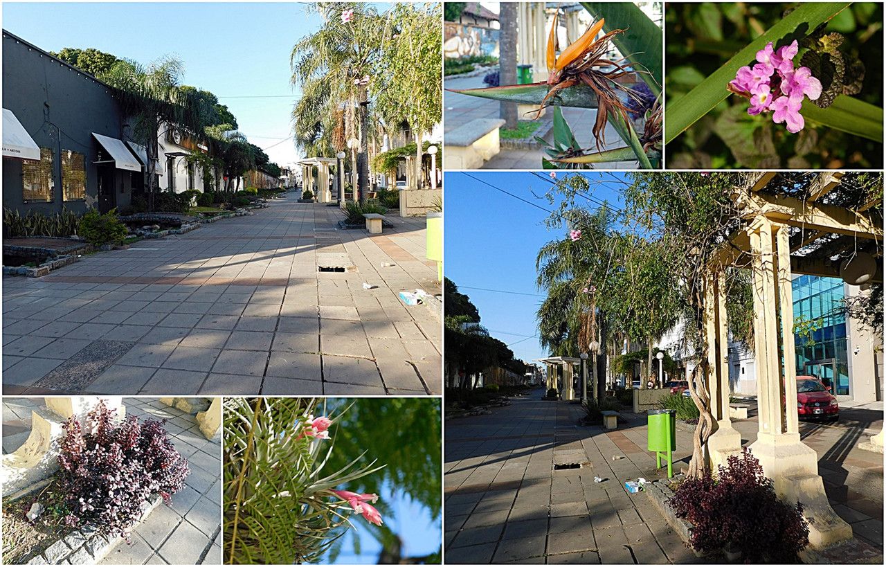A great discovery in the city streets: Berberis montevidensis reginae Tillandsia [Esp/Eng].