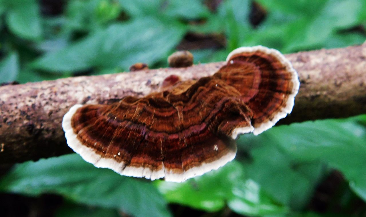 The mushrooms we found are fantastic: Rotula campestris gibbosa [Esp/Eng]