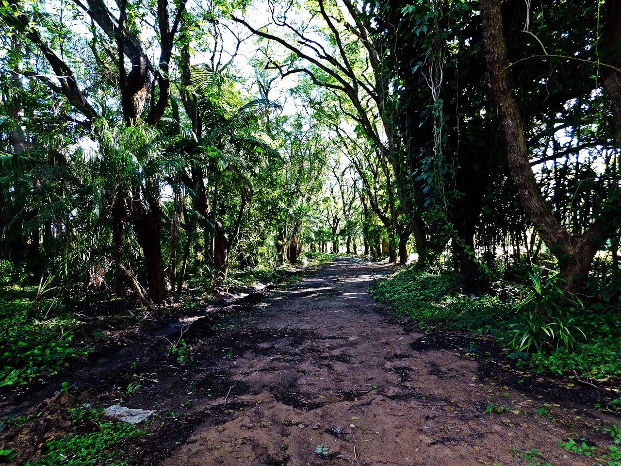 A natural need to be in the shadow of… [Esp/Eng].