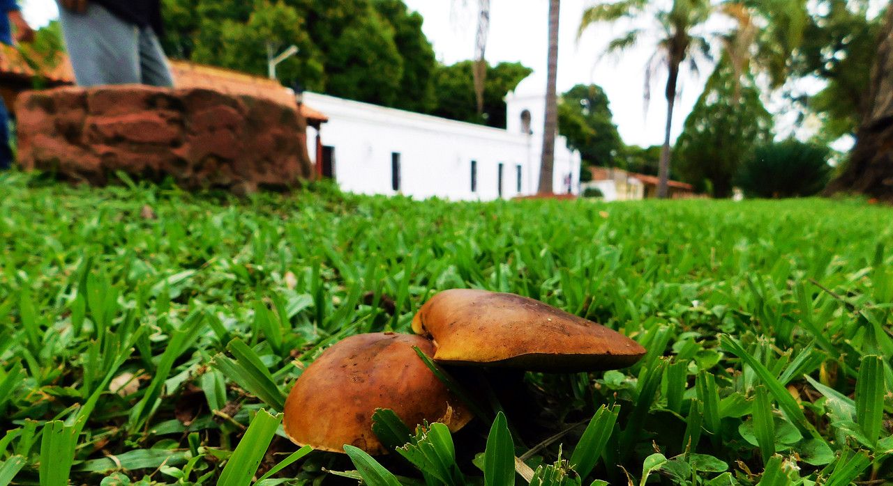 When ¨FungiFriday¨ arrives and you have to go out and look for them [Esp/Eng]
