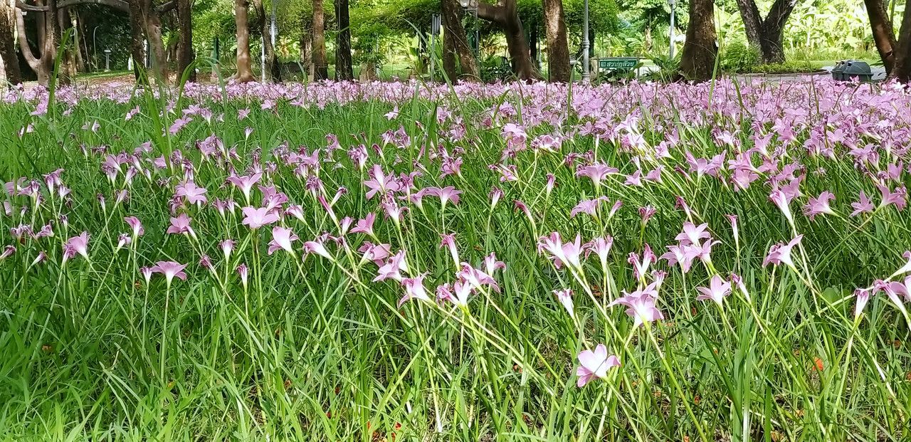 Queen Sirikit Park ,  Botanical Gardens.
