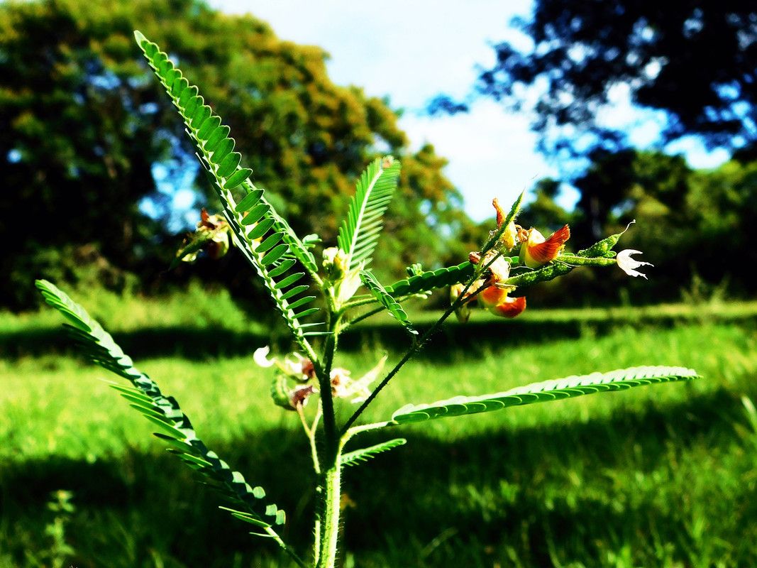 Time to get back to the natural ¨WednesdayWalk¨ (Es-Eng)