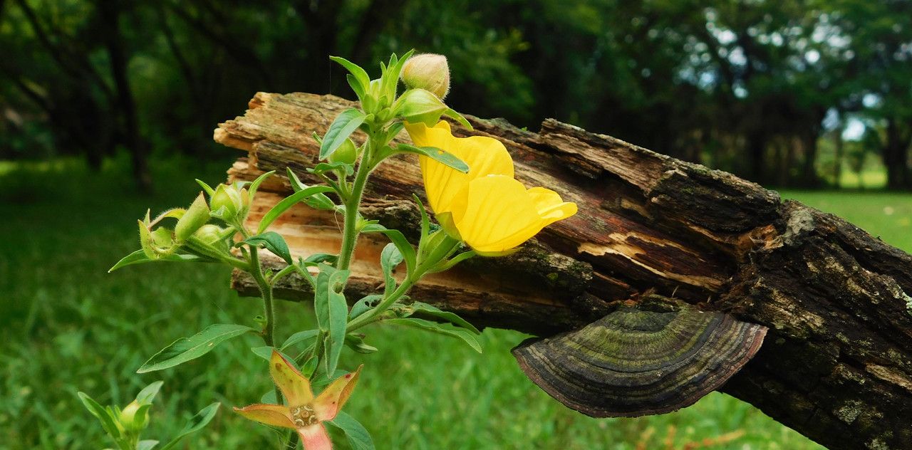 Ganodermas are never missing from a "FungiFriday" [Esp/Eng]