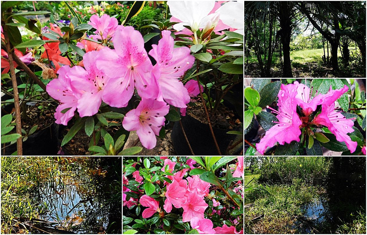 When natural beauty is what truly matters [Esp/Eng].