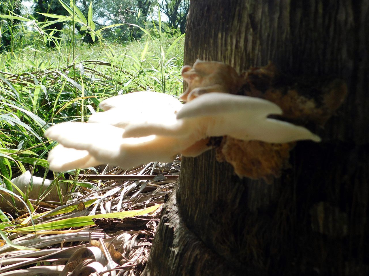 When the reserve decides to surprise us with its mushroom species [Esp/Eng]