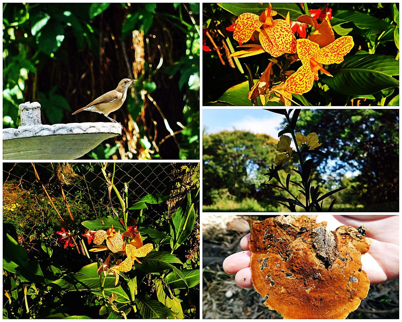 Beautiful discoveries during a scientific walk [Esp/Eng].