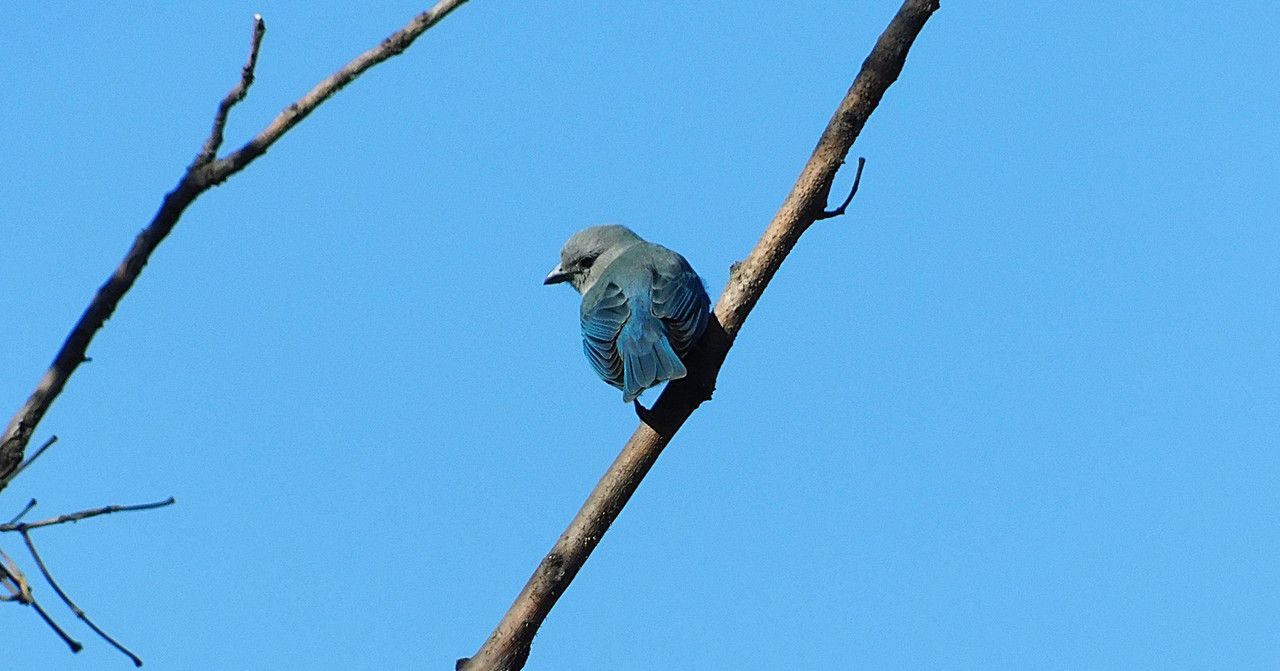 It's great when relief comes from the hand of nature (¨Birds of my city¨)