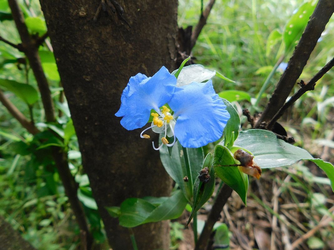 A natural morning, a colorful afternoon, and a cool night (¨Daily Blog¨)[Esp/Eng].