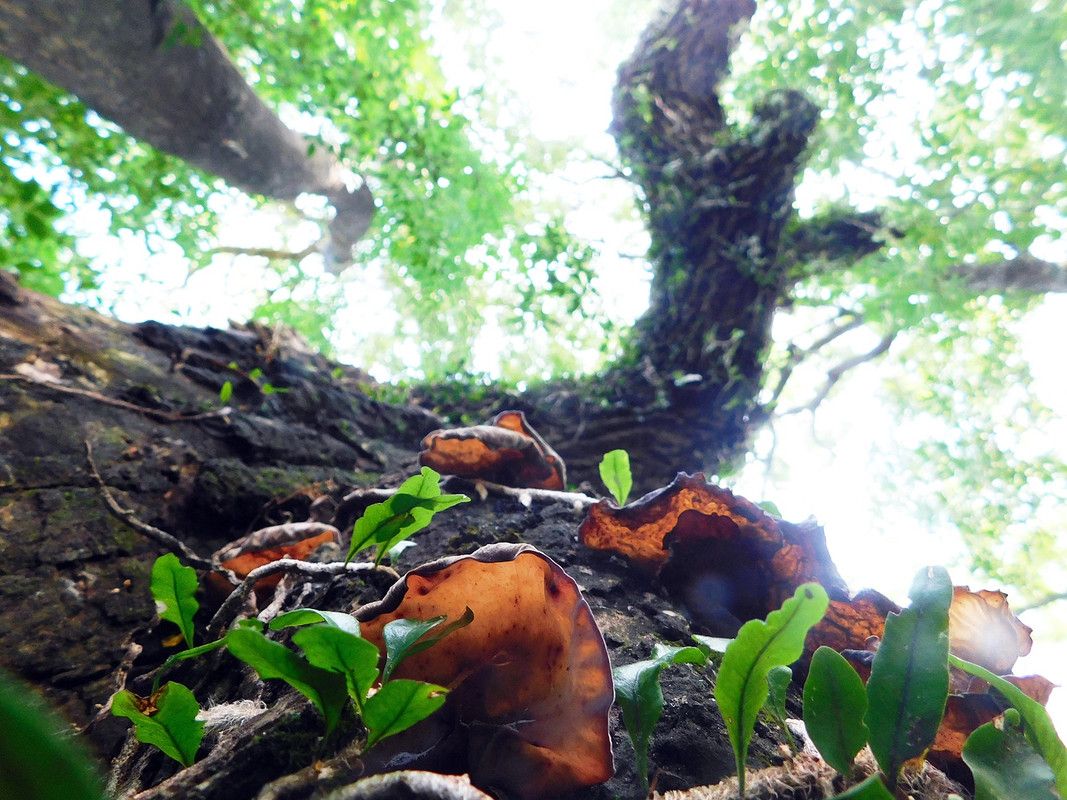 After a long time, Schizophyllum is back [Esp/Eng]