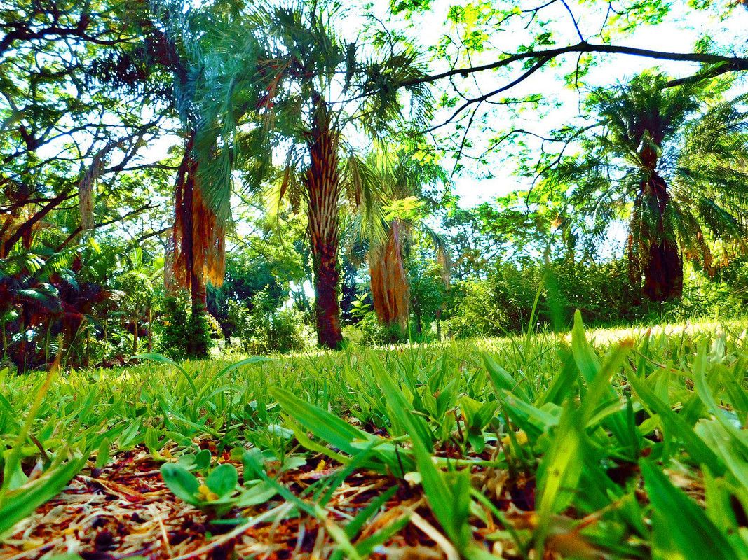 Date palms, reflections and lots of fun [Esp/Eng].