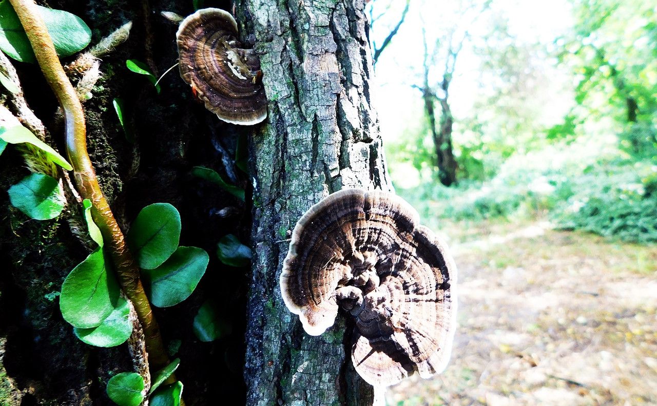Can't believe these gorgeous mushrooms grow in manure [Esp/Eng]