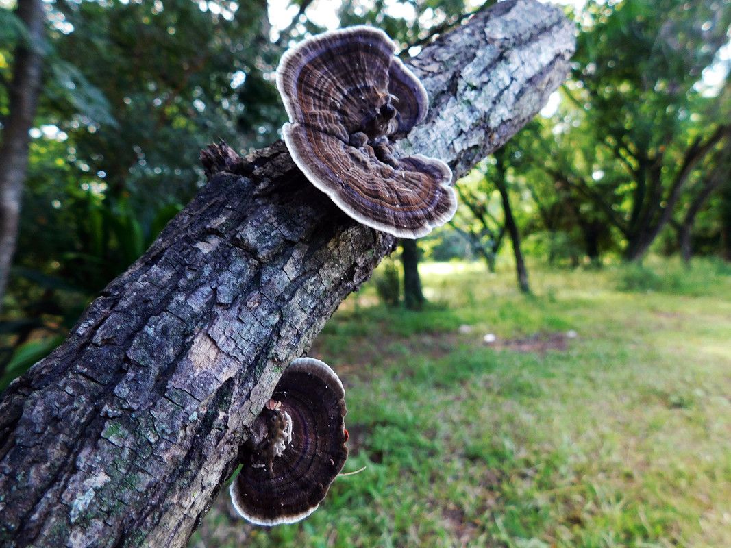 A really interesting "FungiFriday" with a lot of information [Esp/Eng]