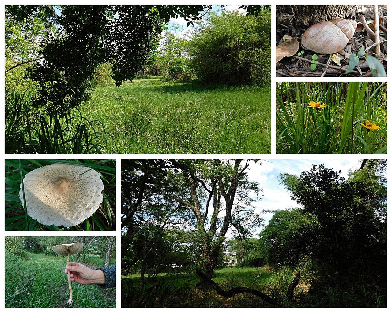 The reserve is always there for us… to share its… [Esp/Eng].