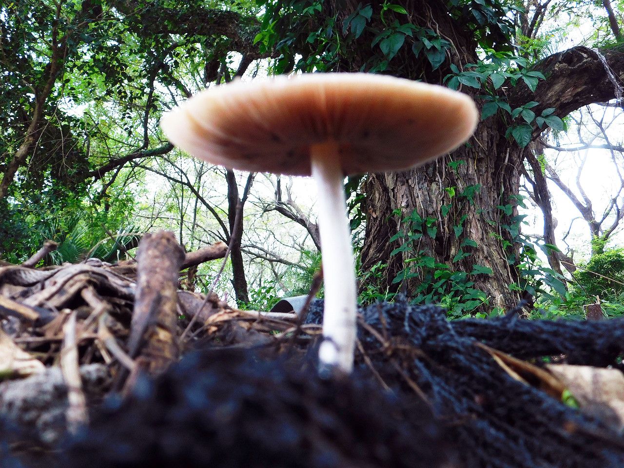 The mushrooms we find in the reserve never cease to amaze us [Esp/Eng]