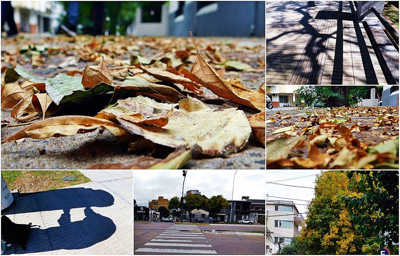 A greater presence of autumn in this search for shadows [Esp/Eng].
